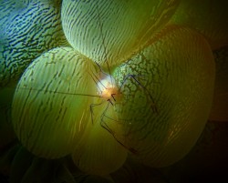 バブルコーラルシュリンプ