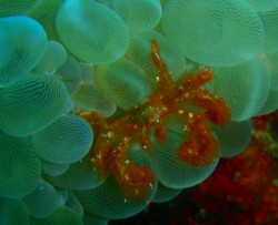 オランウータンクラブ