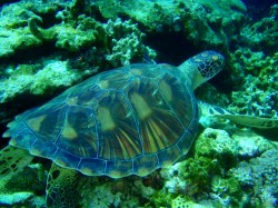 甲羅も綺麗ですね~