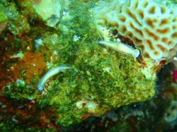 こちらはお客さんが発見