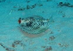 沖縄ダイビング