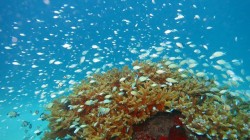 デバスズメダイ