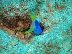 ハナヒゲウツボ