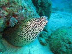 大きなウツボでした