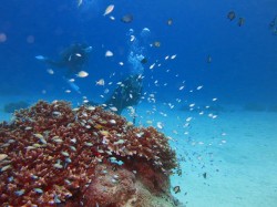 デバスズメダイ