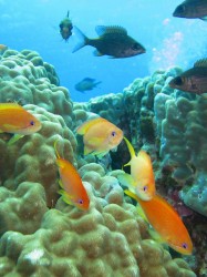 キンギョハンダイ