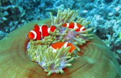 カクレクマノミ