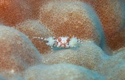 キンチャクガニ