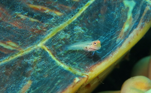 沖縄ダイビング