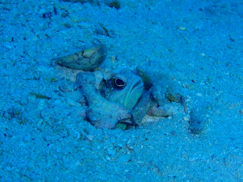 ジョーフィッシュ