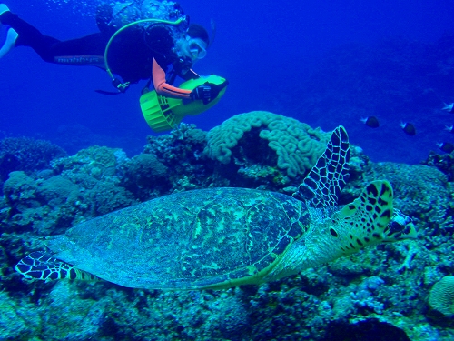 ケラマダイビング