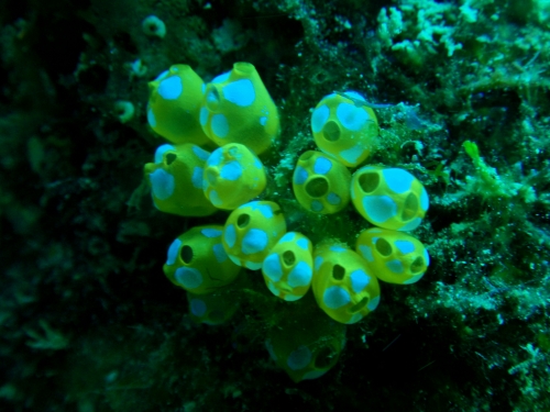 ウルトラマンホヤ