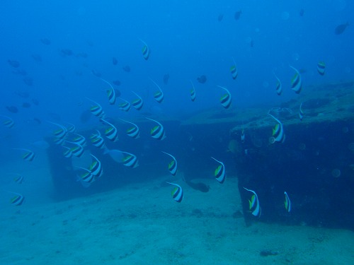 ムレハタタテダイ