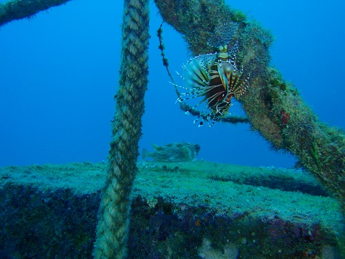 ハナミノカサゴ、ヒトヅラハリセンボン