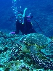 ウミガメ ダイビング