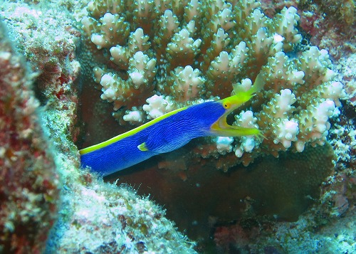 ハナヒゲウツボ 男岩