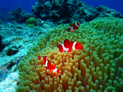 カクレクマノミ