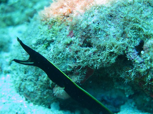 ハナヒゲウツボ