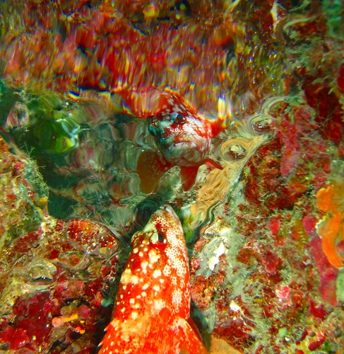 慶良間ダイビング