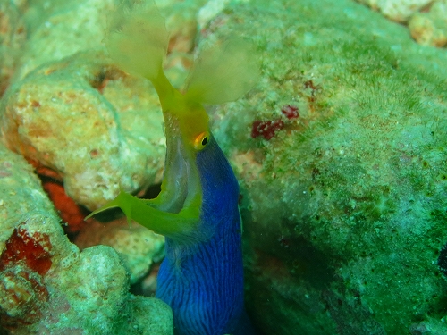 ハナヒゲウツボ