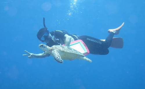 ウミガメダイビング