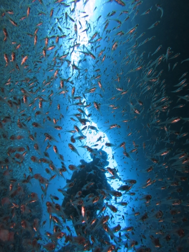 地形ダイビング ケラマ