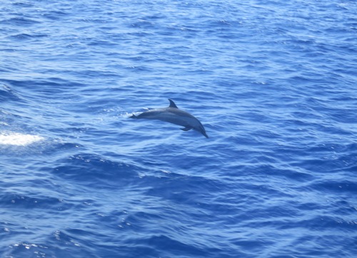 慶良間体験ダイビング