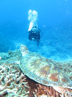 カメとダイバー