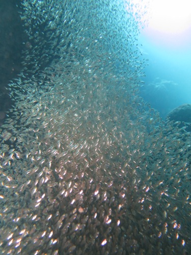 ケラマダイビング