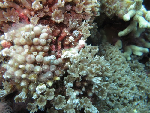 サンゴの産卵