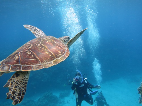ウミガメダイビング
